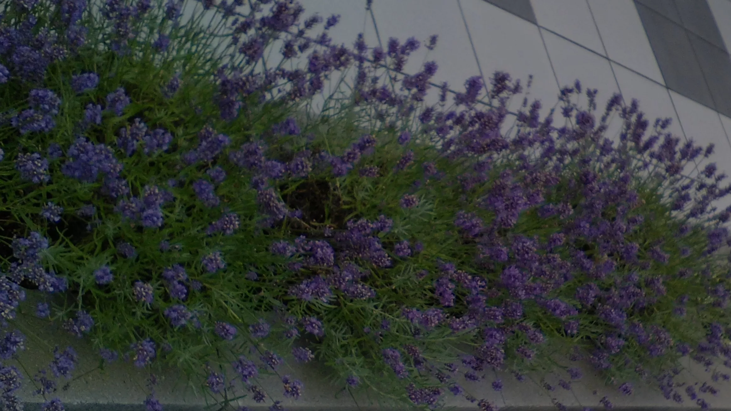 Terasų apželdinimas